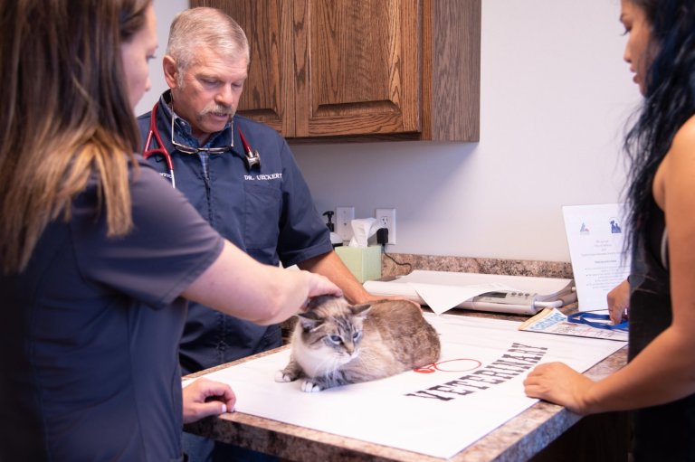 What to know about protecting pets from the New World screwworm fly | iNFOnews.ca
